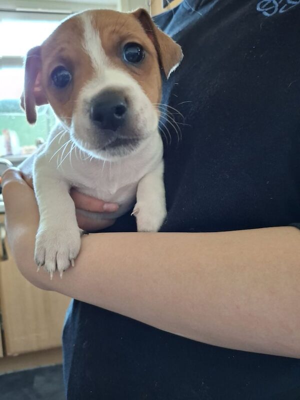 Jack Russell puppies for sale in Maud, Aberdeenshire – 8 weeks old