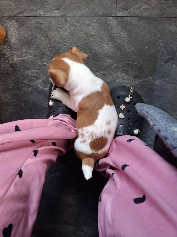 Jack Russell puppies for sale in Maud, Aberdeenshire – 8 weeks old - Image 2 of 3
