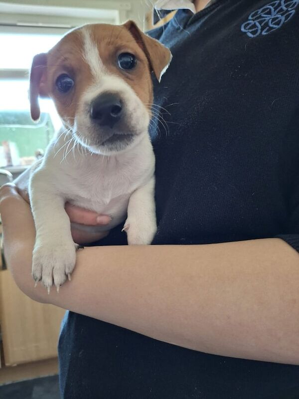 Jack Russell puppies for sale in Maud, Aberdeenshire – 8 weeks old - Image 3 of 3