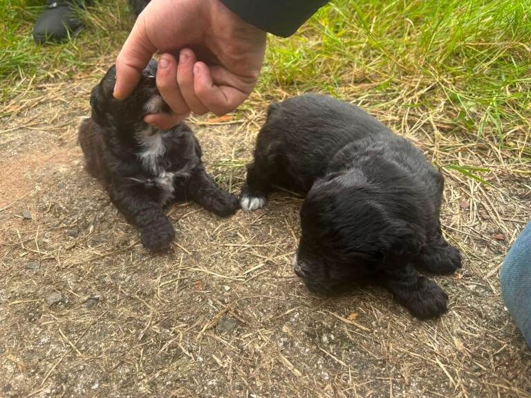 1 male and 1 female jack russell pups