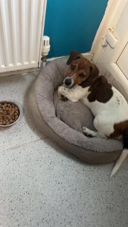 1 year old jack russel with full papers for sale in Girvan, South Ayrshire