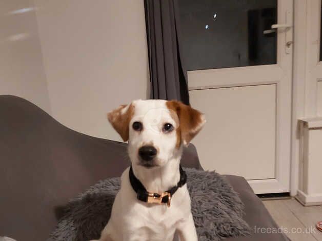 Jack Russell Terrier puppies for sale in Loughton, Shropshire – 2 years old - Image 1 of 1