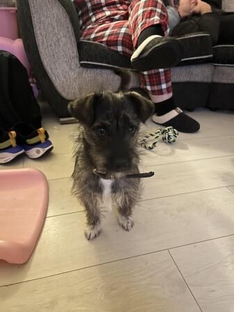 1 year old puppy for sale in Urmston, Greater Manchester - Image 1