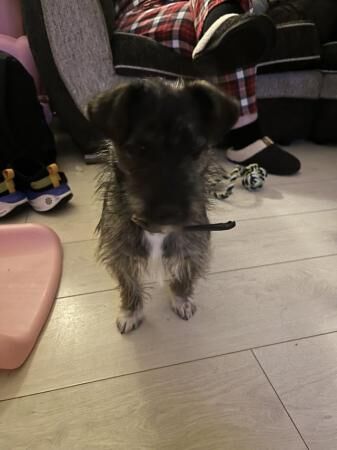 1 year old puppy for sale in Urmston, Greater Manchester - Image 2
