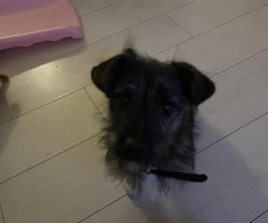 1 year old puppy for sale in Urmston, Greater Manchester - Image 3