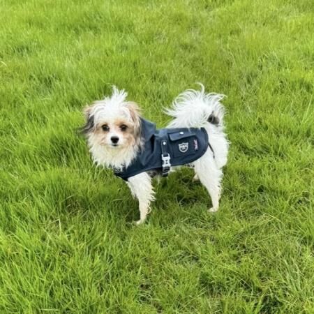 10 months old Chihuahua x Terrier girl for sale in Hove, East Sussex