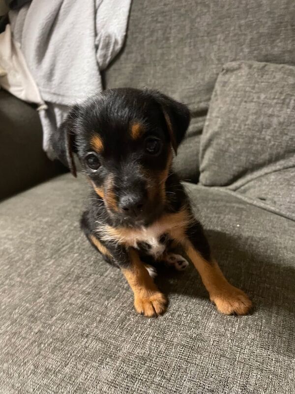 Jack Russell puppies for sale in Reading, Berkshire – 10 weeks old
