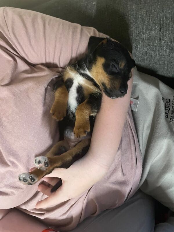 Jack Russell puppies for sale in Reading, Berkshire – 10 weeks old - Image 2 of 3
