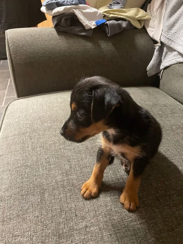 Jack Russell puppies for sale in Reading, Berkshire – 10 weeks old - Image 3 of 3