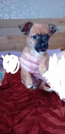 10 week old chihuahua Cross jack russell for sale in Colchester, Essex