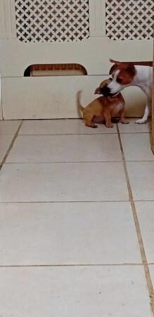 10 week old chihuahua Cross jack russell for sale in Colchester, Essex - Image 2