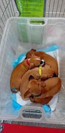 10 week old chihuahua Cross jack russell for sale in Colchester, Essex - Image 3
