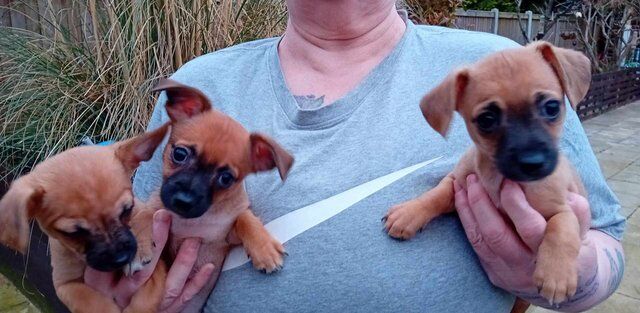 10 week old chihuahua Cross jack russell for sale in Colchester, Essex - Image 5