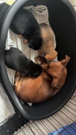 Jack Russell Terrier puppies for sale in Great Malvern, Worcestershire – 1 year old - Image 2 of 5