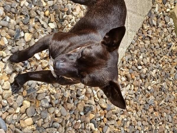 11 mth old Female Jack Russell x Chiwawa for sale in Norwich, Norfolk - Image 2