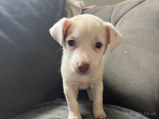 11 week old jack russell girl for sale in Wymondham, Leicestershire - Image 3