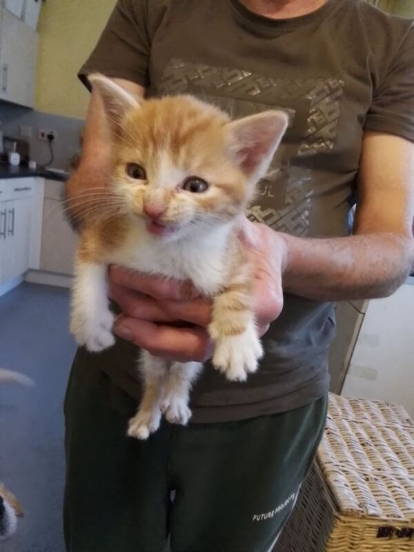 11 Week Old Kitten. Ginger and White. £300 for sale in Oldbury, West Midlands | Image 2