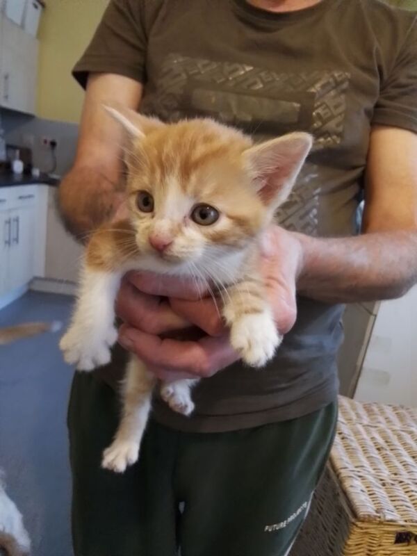 11 Week Old Kitten. Ginger and White. £300 for sale in Oldbury, West Midlands | Image 3