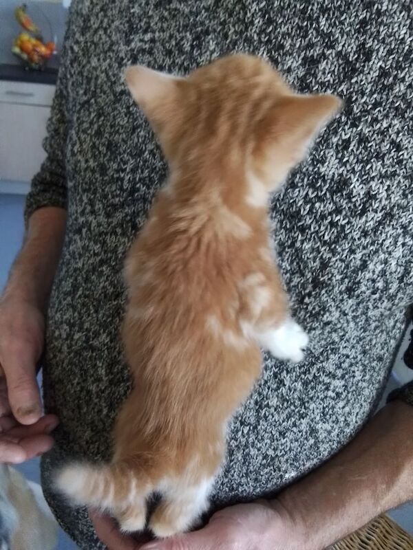 11 Week Old Kitten. Ginger and White. £300 for sale in Oldbury, West Midlands | Image 4
