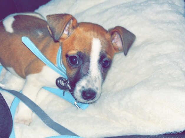 Jack Russell Terrier puppies for sale in Porth, Rhondda Cynon Taf – 1 year old - Image 1 of 5