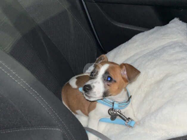 Jack Russell Terrier puppies for sale in Porth, Rhondda Cynon Taf – 1 year old - Image 2 of 5
