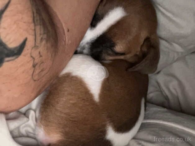 Jack Russell Terrier puppies for sale in Porth, Rhondda Cynon Taf – 1 year old - Image 3 of 5