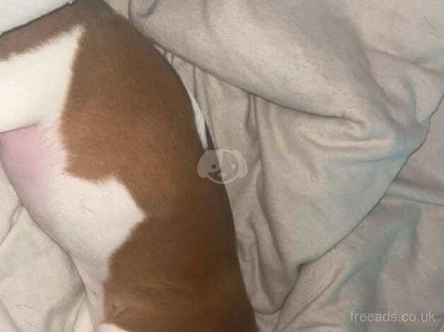 Jack Russell Terrier puppies for sale in Porth, Rhondda Cynon Taf – 1 year old - Image 4 of 5