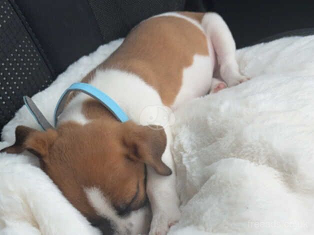 Jack Russell Terrier puppies for sale in Porth, Rhondda Cynon Taf – 1 year old - Image 5 of 5