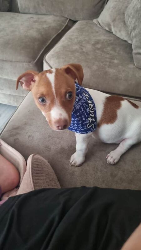 12 week jack russel for sale