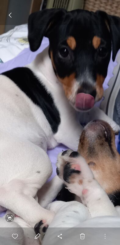 12 week old Jack Russell pups ready now £450 for sale in Gloucestershire - Image 1