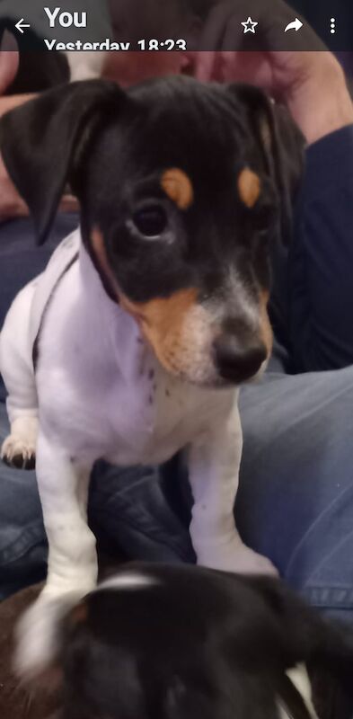 12 week old Jack Russell pups ready now £450 for sale in Gloucestershire - Image 8