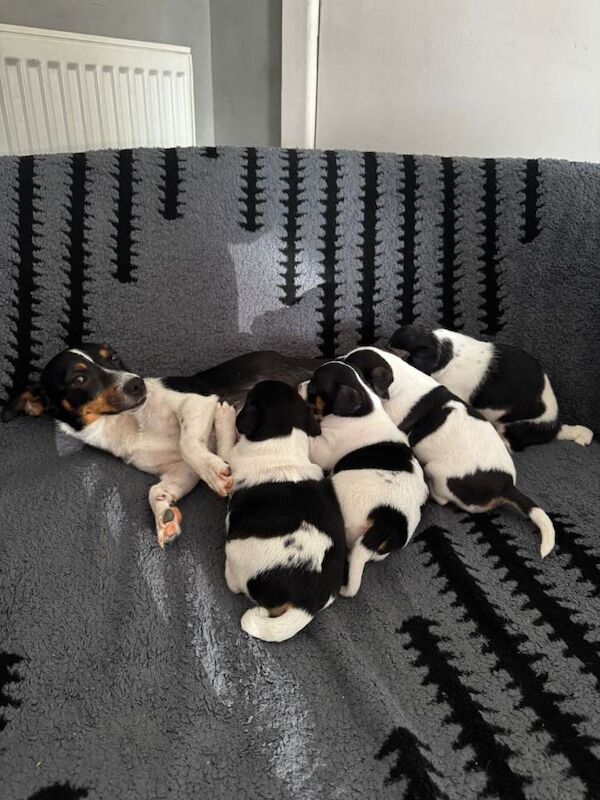 13wks miniature female jack russle - Image 2 of 3