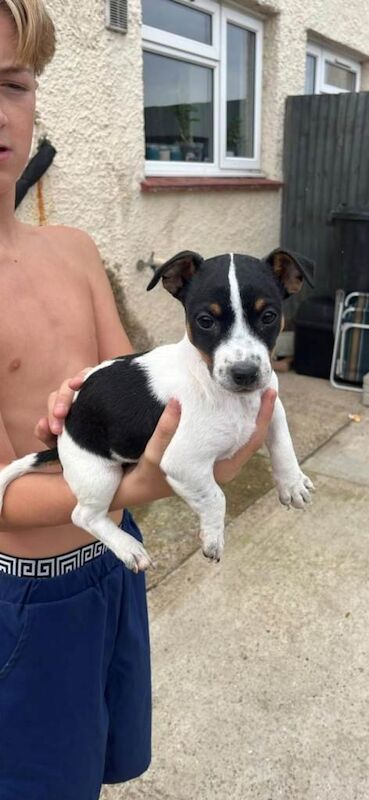 13wks miniature female jack russle - Image 3 of 3