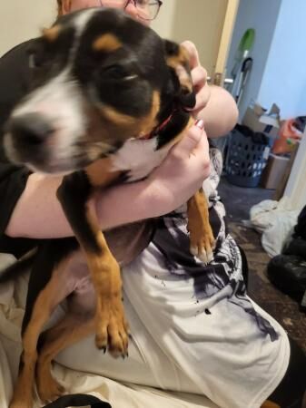 14week old puppy staffy for sale in Notts