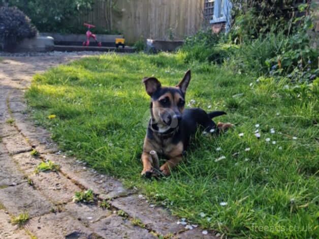 Jack Russell puppies for sale in Heathfield, East Sussex – KC registered, 2 years old - Image 1 of 3