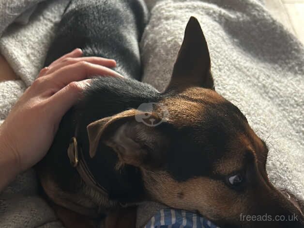 Jack Russell puppies for sale in Heathfield, East Sussex – KC registered, 2 years old - Image 2 of 3