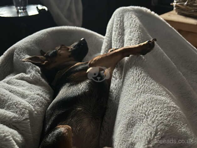 Jack Russell puppies for sale in Heathfield, East Sussex – KC registered, 2 years old - Image 3 of 3