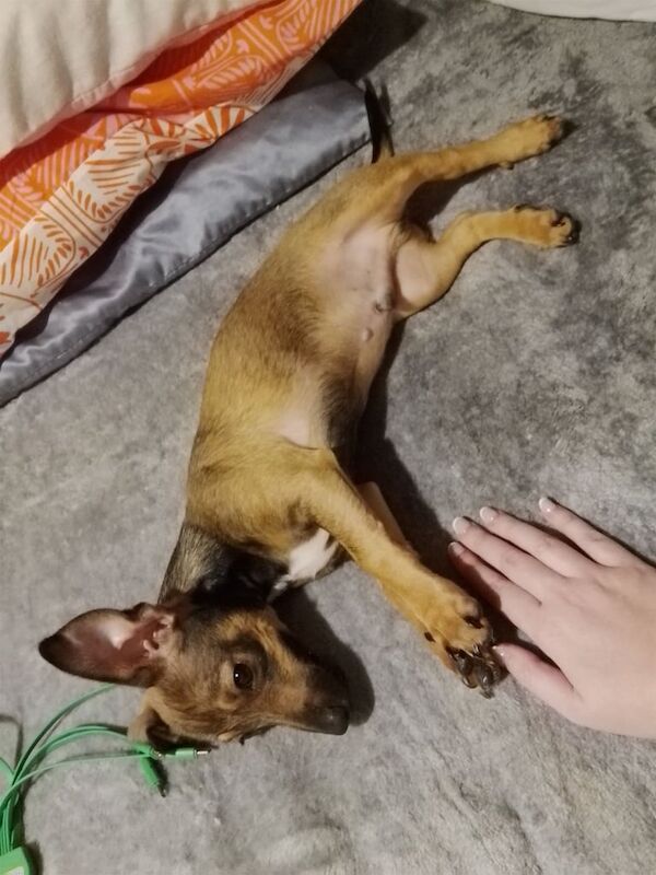 Jack Russell puppies for sale in Springburn, City of Glasgow – 3 months old - Image 2 of 3