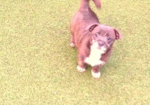 Jack Russell Terrier puppies for sale in Chigwell, Essex – 1 year old - Image 1 of 1