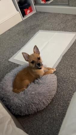 18 week Jack-Chi £500 OVNO for sale in Rochford, Essex - Image 1