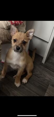 18 week Jack-Chi £500 OVNO for sale in Rochford, Essex - Image 2