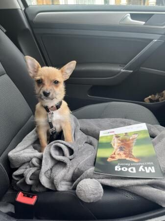 18 week Jack-Chi £500 OVNO for sale in Rochford, Essex - Image 3