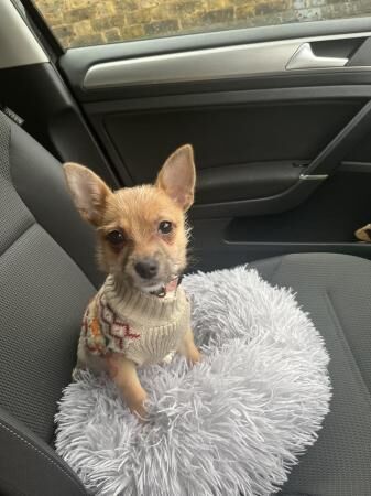 18 week Jack-Chi £500 OVNO for sale in Rochford, Essex - Image 4