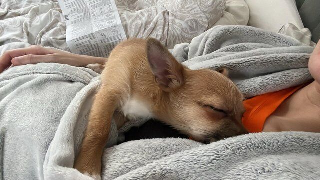18 week Jack-Chi £500 OVNO for sale in Rochford, Essex - Image 5