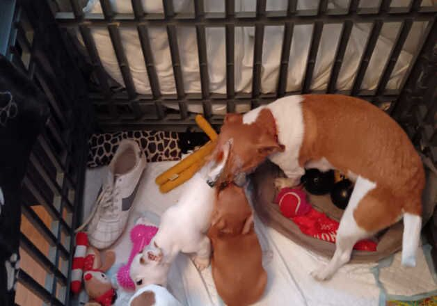 Jack Russell Terrier puppies for sale in Slough, Powys – 1 year old - Image 1 of 2