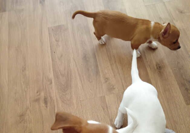 Jack Russell Terrier puppies for sale in Slough, Powys – 1 year old - Image 2 of 2