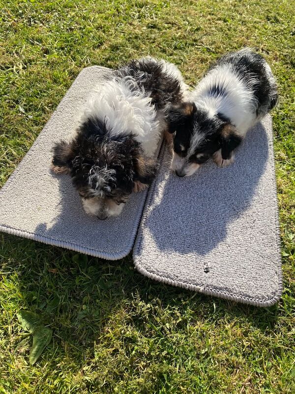 2 beautiful girl jack russels puppy's for sale in Wickford, Essex