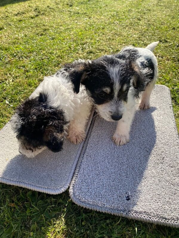 2 beautiful girl jack russels puppy's for sale in Wickford, Essex - Image 2