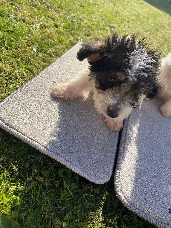2 beautiful girl jack russels puppy's for sale in Wickford, Essex - Image 3