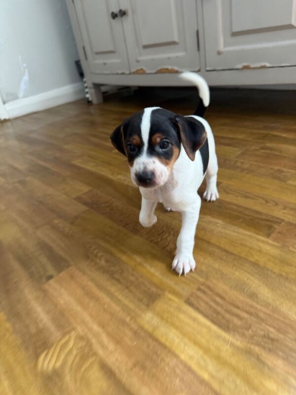 2 beautiful Jack Russell